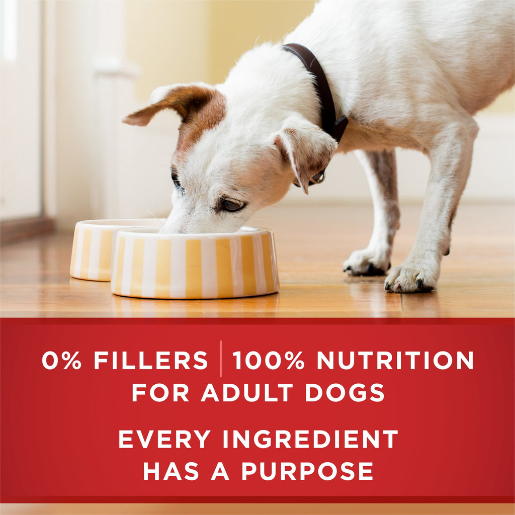 Purina ONE PLUS Natural Wet Dog Food - High Protein Soft Lamb & Brown Rice, 13 oz Can