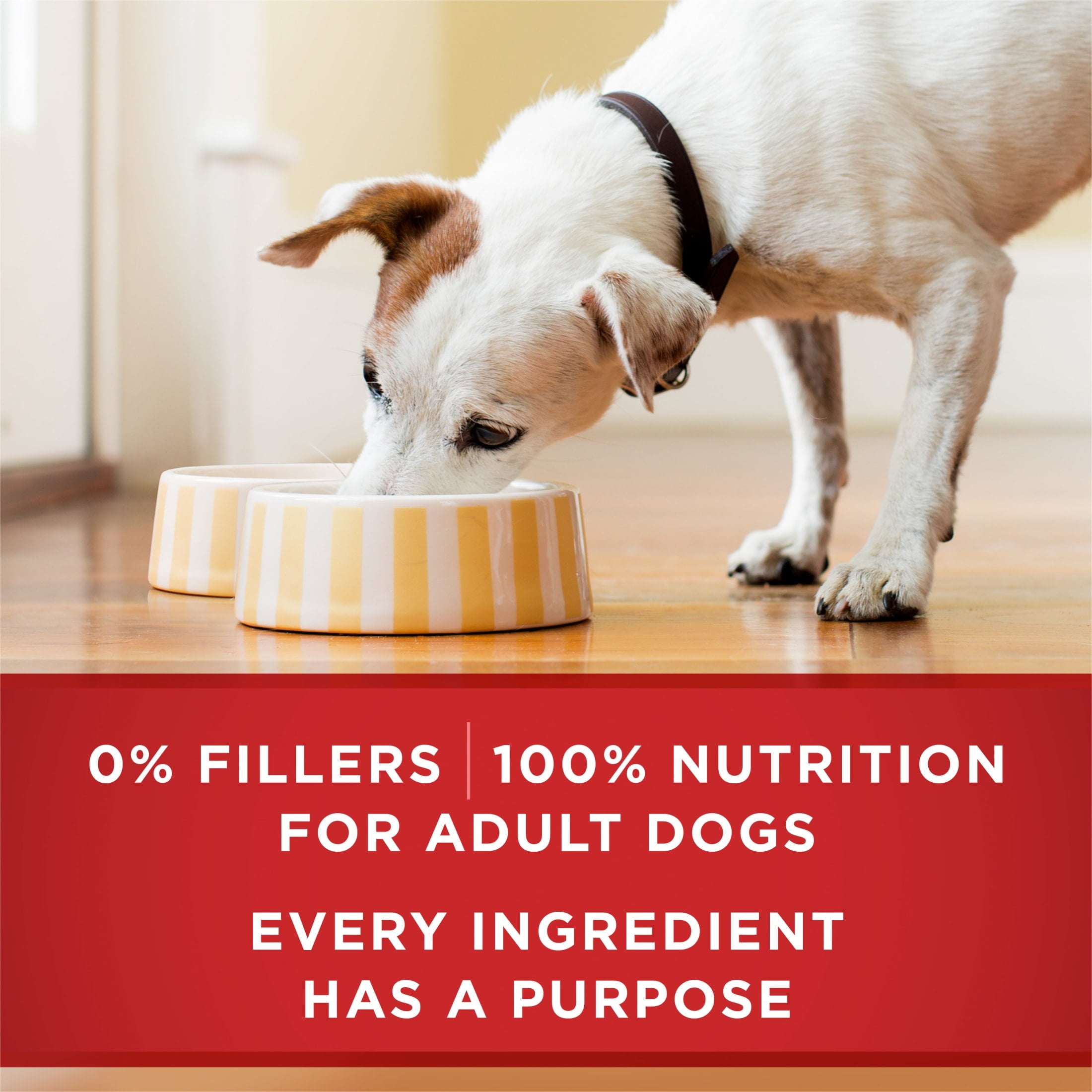 Purina ONE PLUS Natural Wet Dog Food - High Protein Soft Lamb & Brown Rice, 13 oz Can