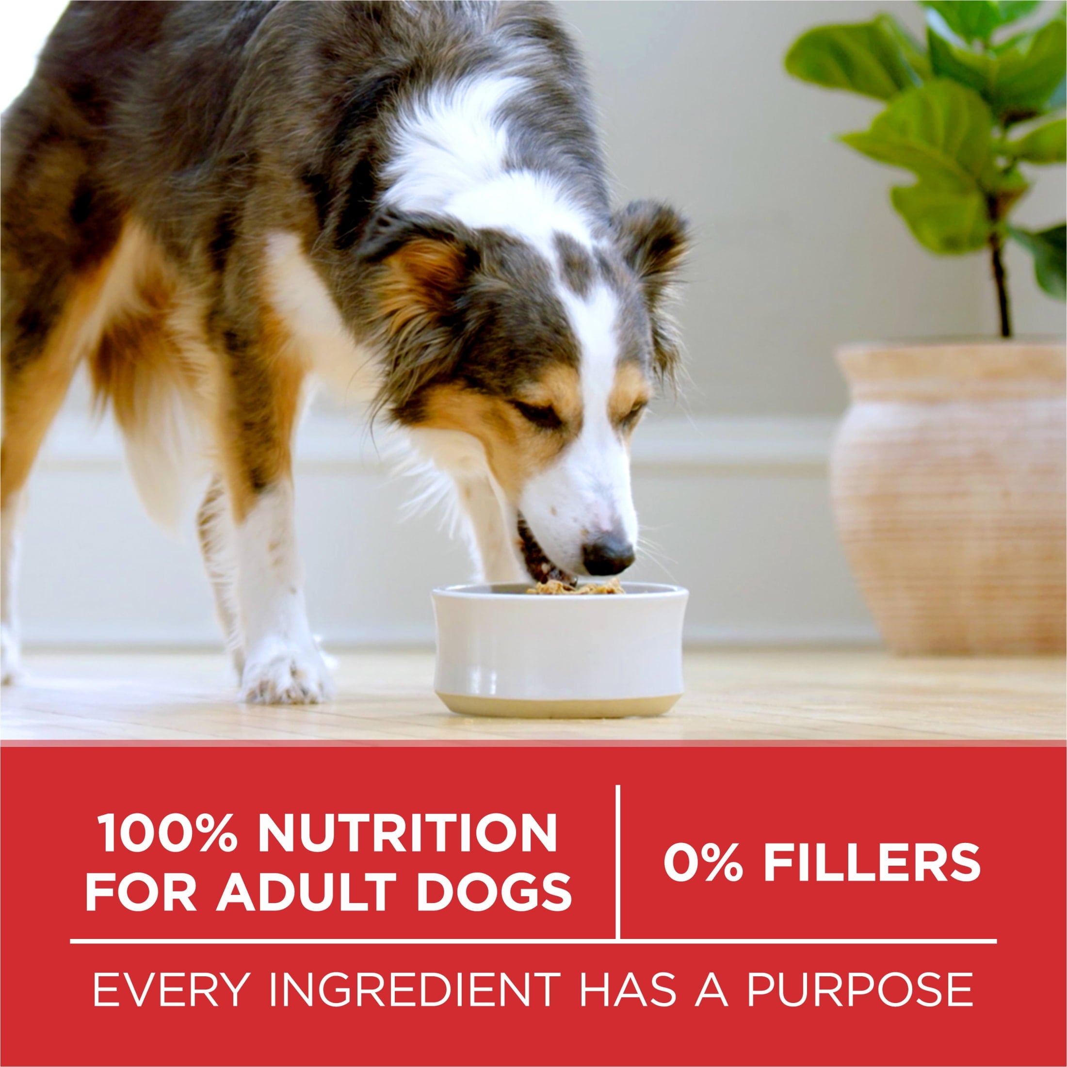 Purina ONE Small Bites Beef & Rice Flavor Dry Dog Food - 4 lb Bag