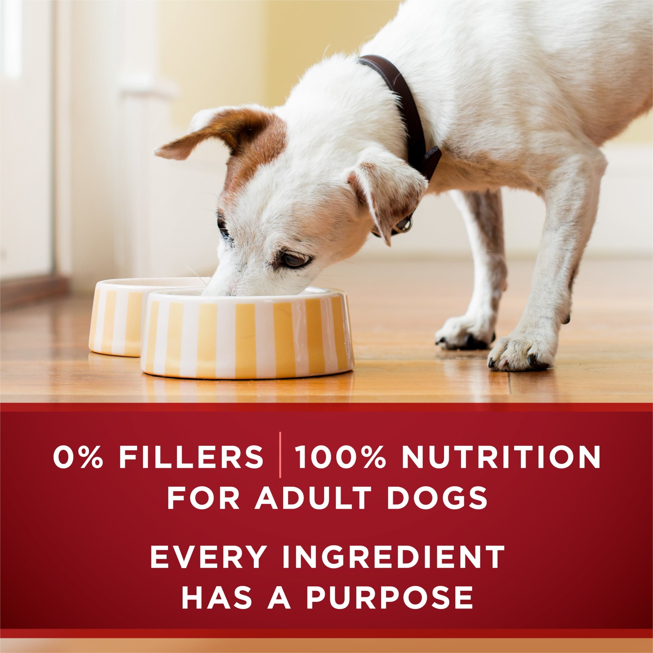 Purina ONE True Instinct Classic Ground Grain-Free Formulas With Real Turkey and Venison - and With Real Chicken and Duck Wet High Protein Dog Food Variety Pack